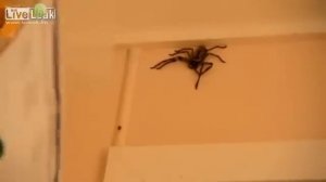 Как поймать насекомое или паука в доме