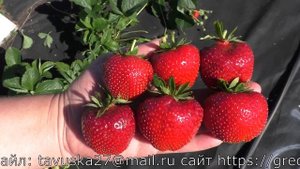 ФЕЙТ супер десертного вкуса клубника приторно сладкий
