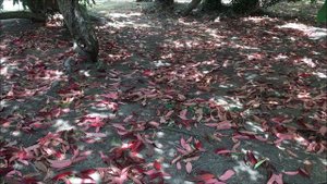 Фотиния пильчатая