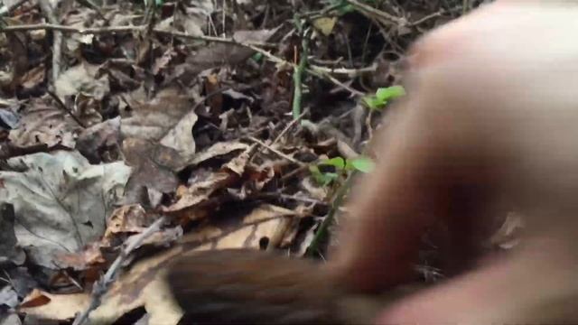 Morel Mushroom Hunting Ohio 2020- Social Distancing Edition смотреть онлайн