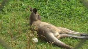 Кто основал первый зоопарк | All About