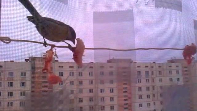 Как накормить синичек в городе зимой смотреть онлайн