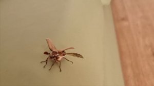 316 Майские жуки