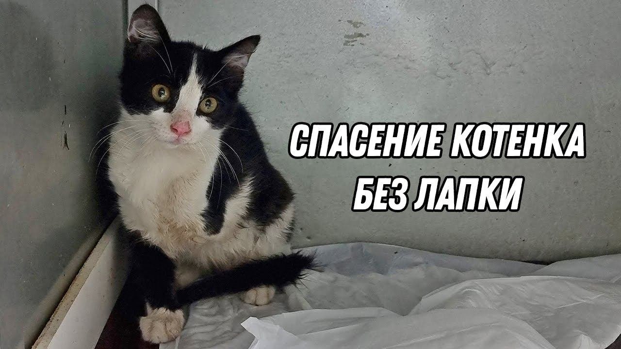 Спасение котенка без лапки!