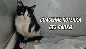 Спасение котенка без лапки!