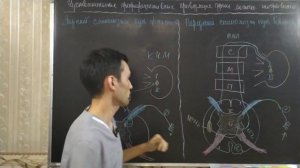 Анатомия ЦНС: проводящих пути. Пирамидальные и экстрапирамидальные пути.