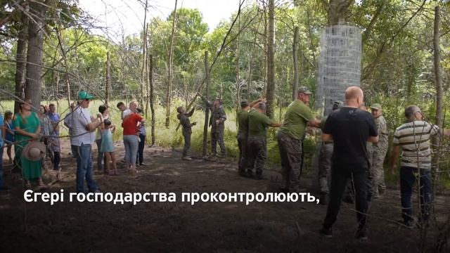 Відтворення Оленя благородного та муфлона / Воспроизводство оленя и муфлона . Олень / муфлон. смотреть онлайн