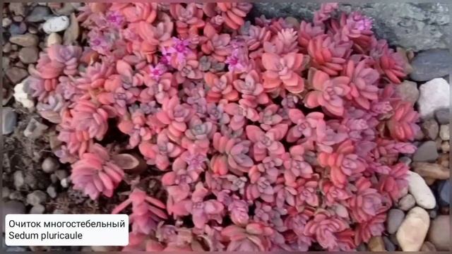 Почвопокровные растения для альпинария и рокария.Посылка из  