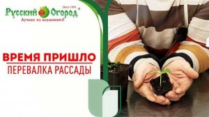 Перевалка или пикировка рассады - что лучше?!?! Как и когда правильно это сделать.