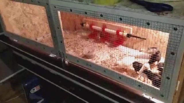 Строительство брудера своими руками смотреть онлайн