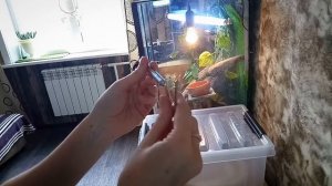 Как взять змею на руки? | Крюк для змей с Aliexpress