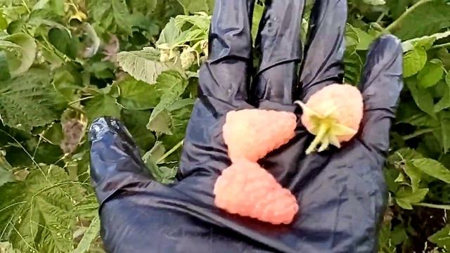 Ремонтантная малина Оранжевое чудо г. Омск Ферма "Омская Ягода". смотреть онлайн