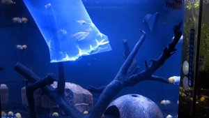 Аквариум дома  Рыбка радужница неоновая