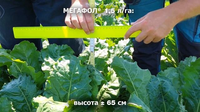МЕГАФОЛ при гербицидном стрессе на сахарной свёкле, Краснодар