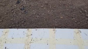 Посев редиски в теплице зимой