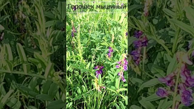 Горошек мышиный.?