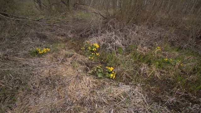 Калужница болотная смотреть онлайн