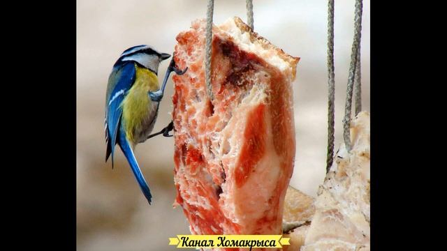 Кормушка для птиц своими руками Как сделать кормушку для птиц Оригинальные идеи кормушек для птиц