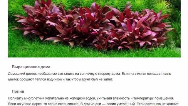 Альтернантера (Alternanthera). Красивые растения для дома и сада.