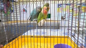 Как приручить попугая неразлучника. How to tame a lovebird parrot.