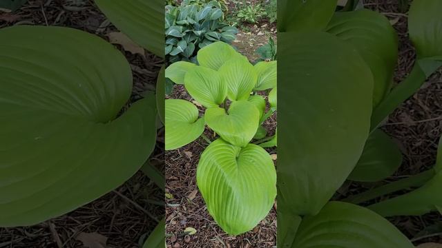 Сам энд Сабстенс (Hosta Sum and Substance)