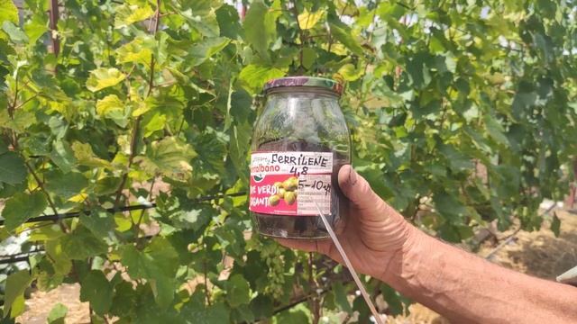 Хлороз как болезнь винограда