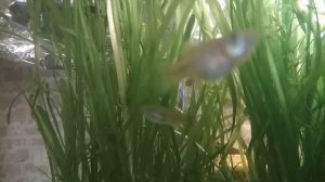 Аквариумные растения. Валлиснерия - уход и размножение.//Vallisneria plant - care and propagation//