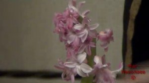 Приворот на цветок самостоятельно.