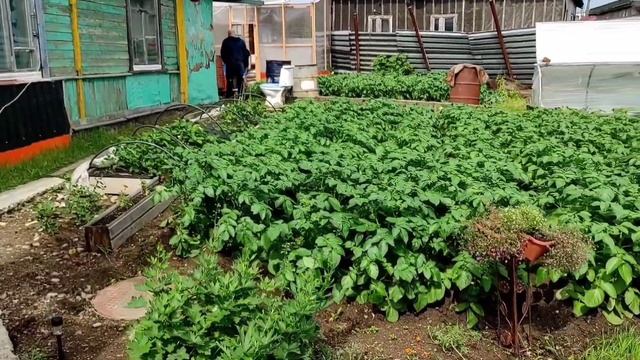 Что выращивают на своих участках Магаданцы/Курятник по Магадански смотреть онлайн
