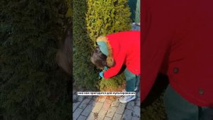 Весенний уход за туями и хвойными растениями.