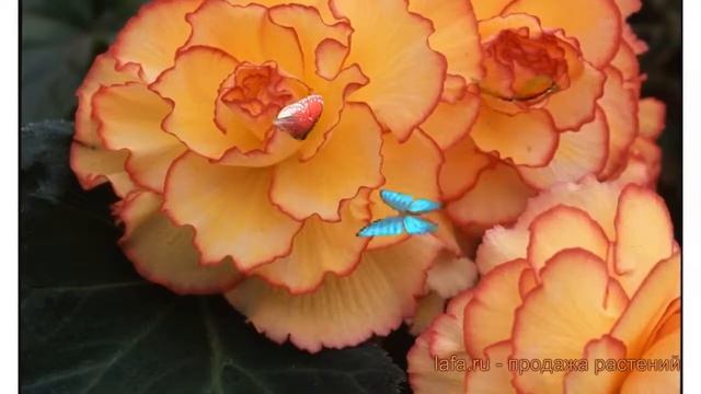 Бегония клубневой Санбёрст (sunburst) ? обзор: как сажать, семена бегонии Санбёрст смотреть онлайн