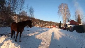 VLOG в Конюшне ! Занятие с ЖЕРЕБЁНКОМ Харди // Конная Прогулка