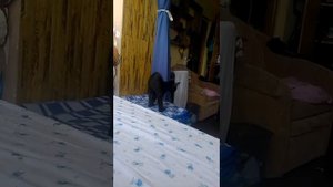 бомбейская кошка