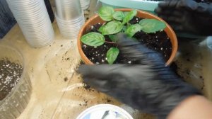 Фуксия  Анабель - перевалка в кашпо