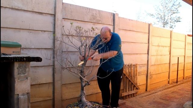 Phasic's Bonsai World Defoliating and Pruning Ficus Retusa