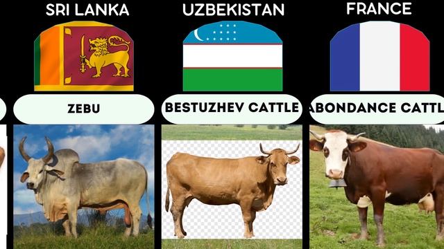 Породы крупного рогатого скота из разных стран