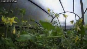 Ускоренное видео: рост помидоров за сезон.