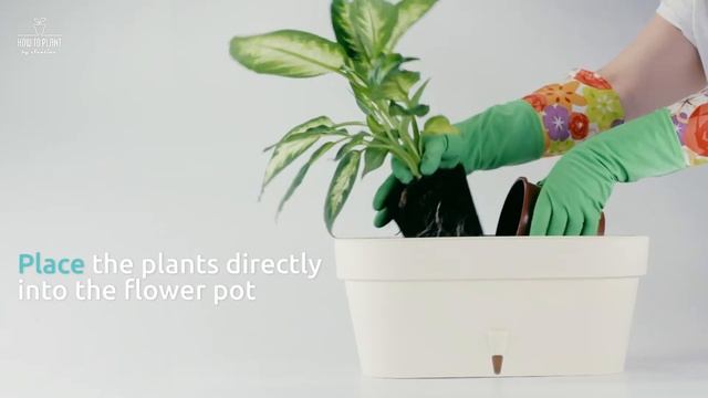 How To Plant Dieffenbachia in an innovative Latina Window box pot by Santino смотреть онлайн