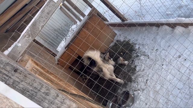 #хаски когда пришел утром и разбудил смотреть онлайн