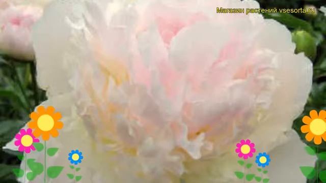 Пион молочноцветковый Фаирис Петтикоат. Краткий обзор, описание paeonia lactiflora Fairy's Petticoa смотреть онлайн