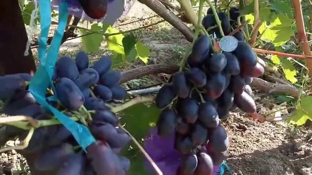 Сорт винограда Торнадо 25 августа 2020 виноградник Щереденкова В. А смотреть онлайн