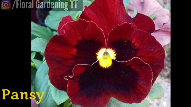 152 - Red Winter Flower || Famous Around the World смотреть онлайн