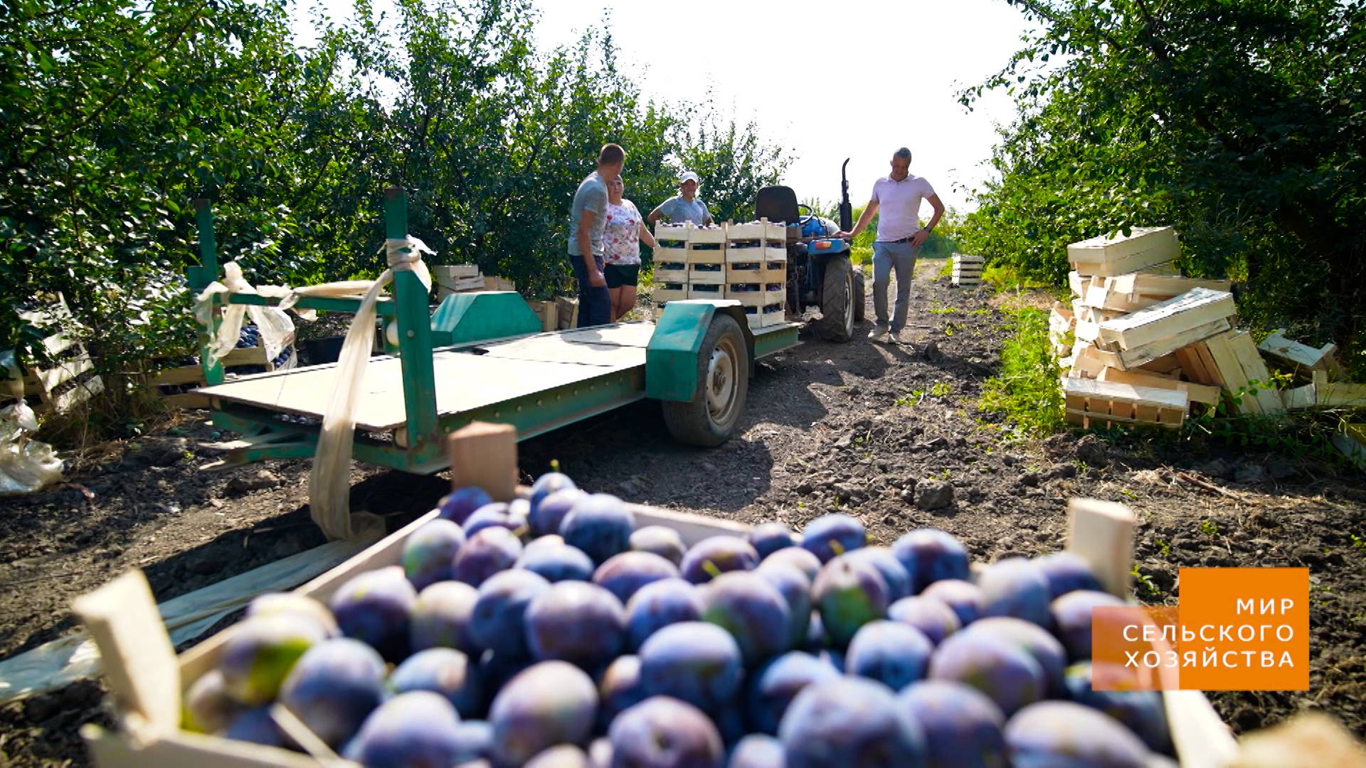 Мир сельского хозяйства. Косточковые 30.07.2024