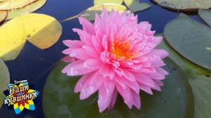 Нимфея Khongкwan (Кхонгкван) кувшинка, waterlily, водные растения, пруд