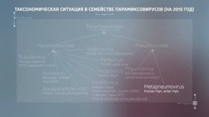 2.4.  Парамиксовирусы  Классификация, строение вируса и его генома и жизненный ци