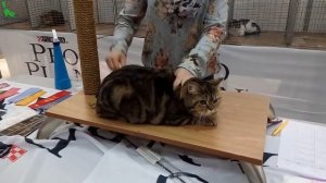 ? Ну ОЧЕНЬ Красивая Упитанная Британская Кошка ❤️️ Шикарная Британочка | Породы КОШЕК