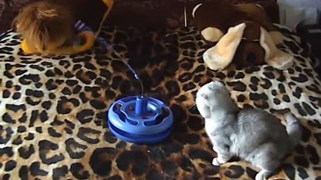 Порода кошек флэпппиг система PCA - Flappig cat смотреть онлайн