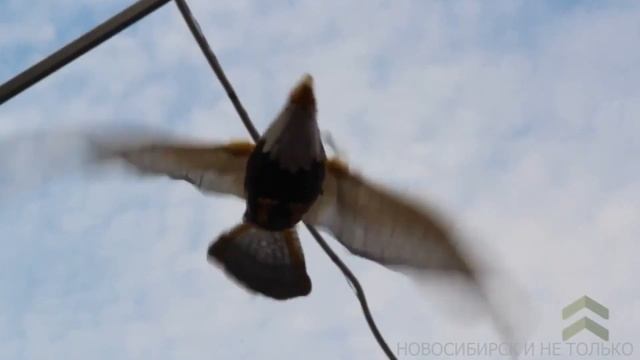 БАРАХОЛКА ФИЛЬМ №1 #барахолка #новосибирск #люди