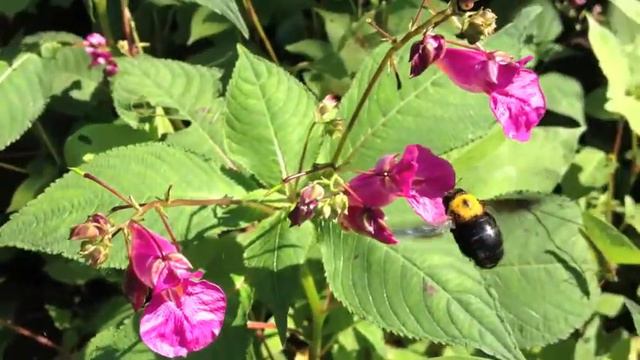 スリフネソウの授粉 Pollination of Impatiens textori смотреть онлайн
