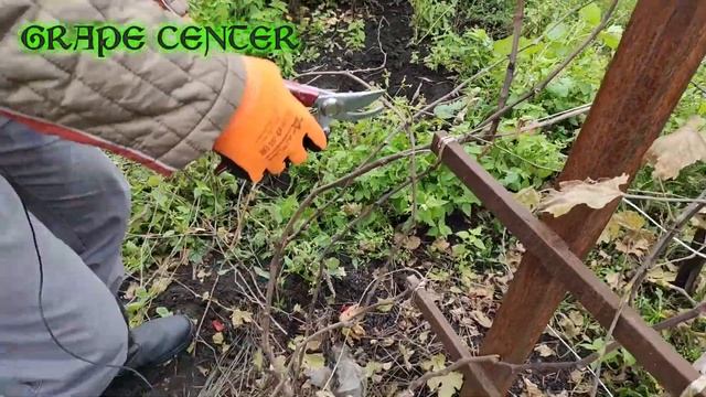 Обрезка старого, запущенного куста винограда осенью. Pruning an old, neglected vine bush in autumn